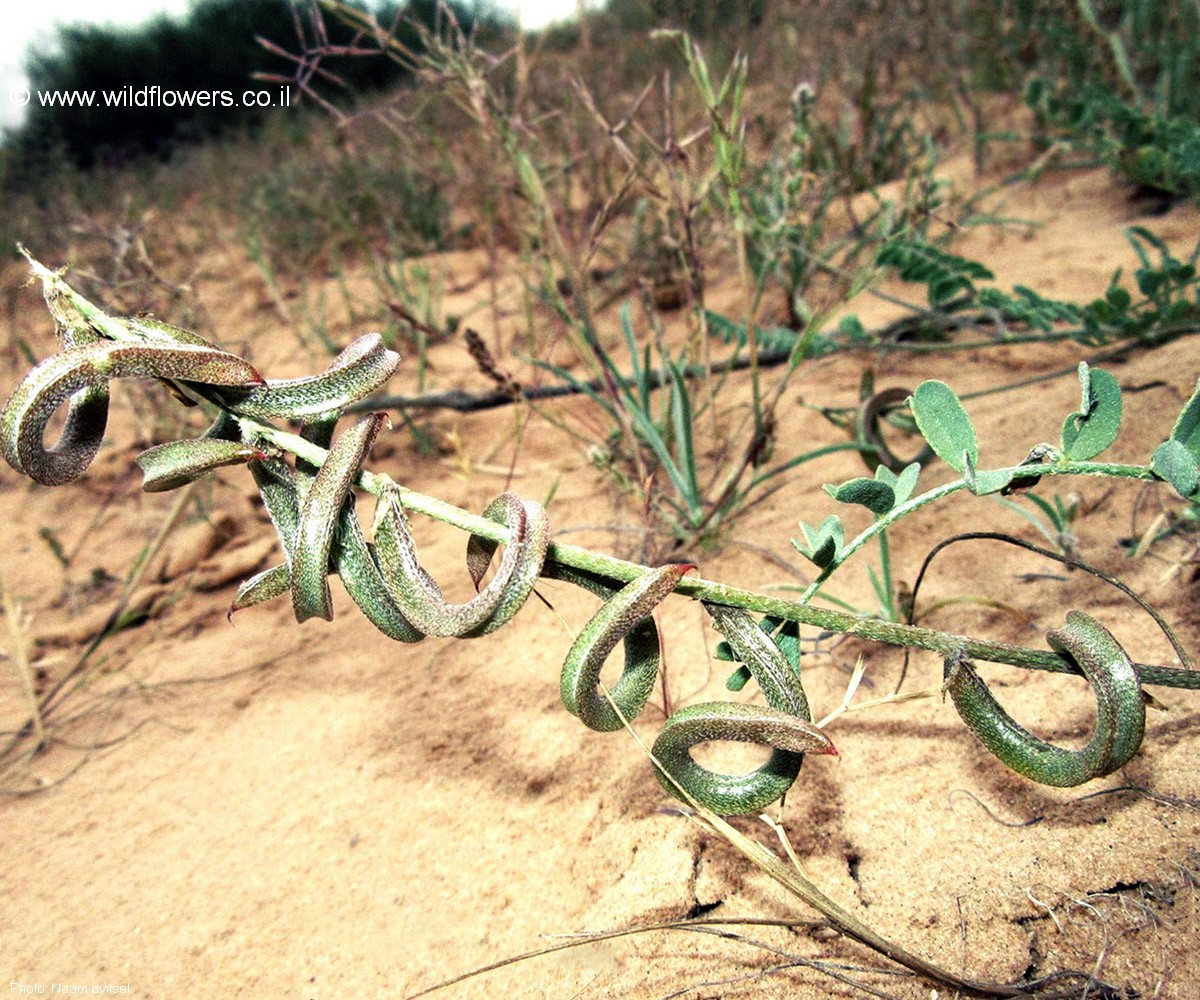 Astragalus trimestris